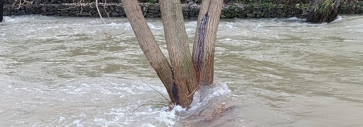 SIGNALEMENT D'UN AULNE DANGEREUX DANS LE GAPEAU A SOLLIES-PONT